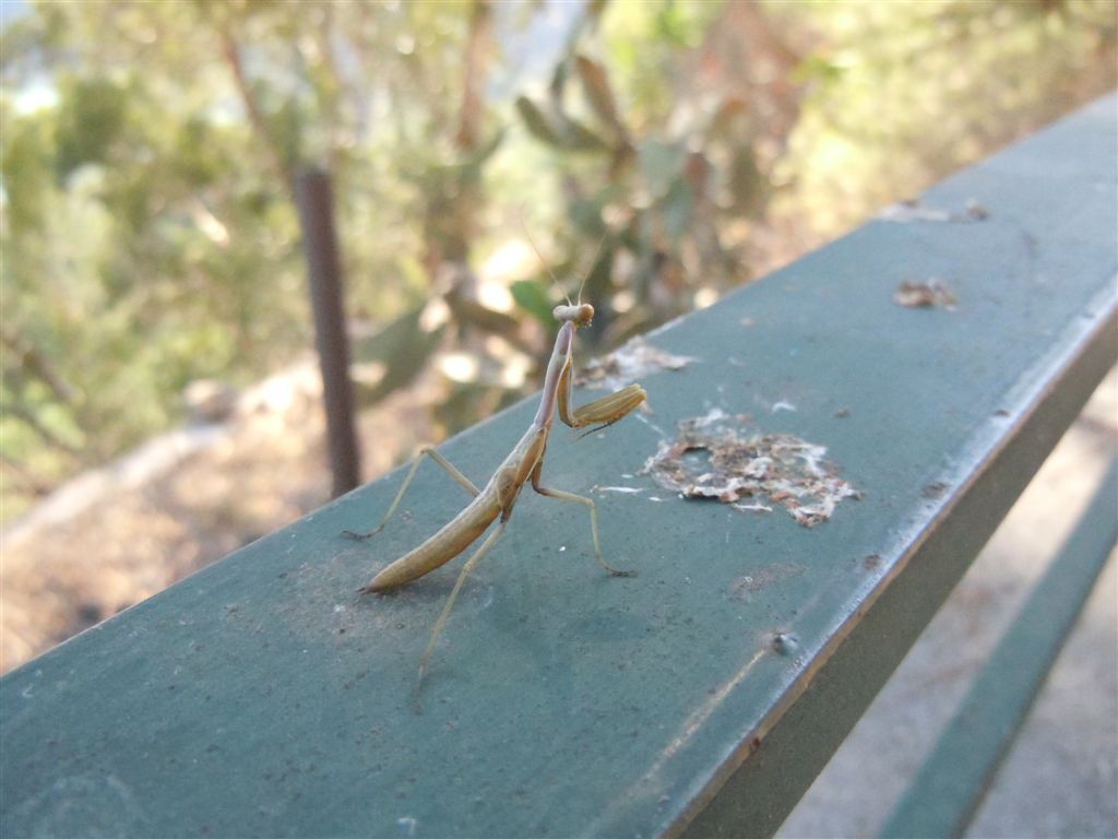 Giovane Mantis religiosa? no, Iris oratoria